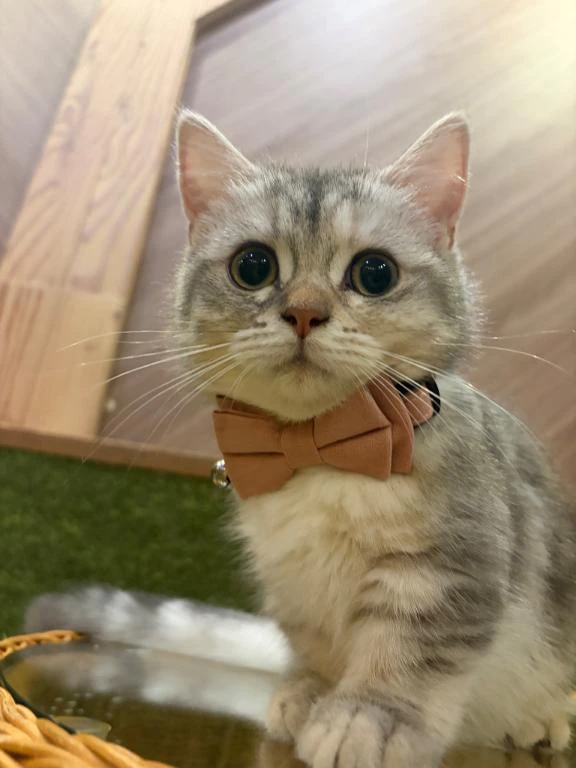 お礼🐈
